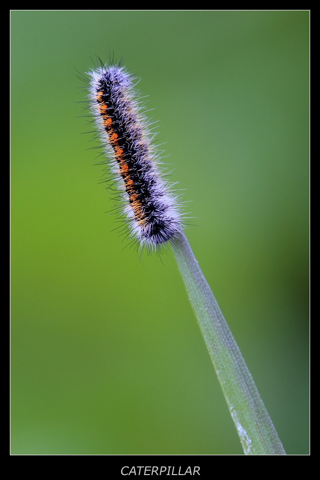 Caterpillar