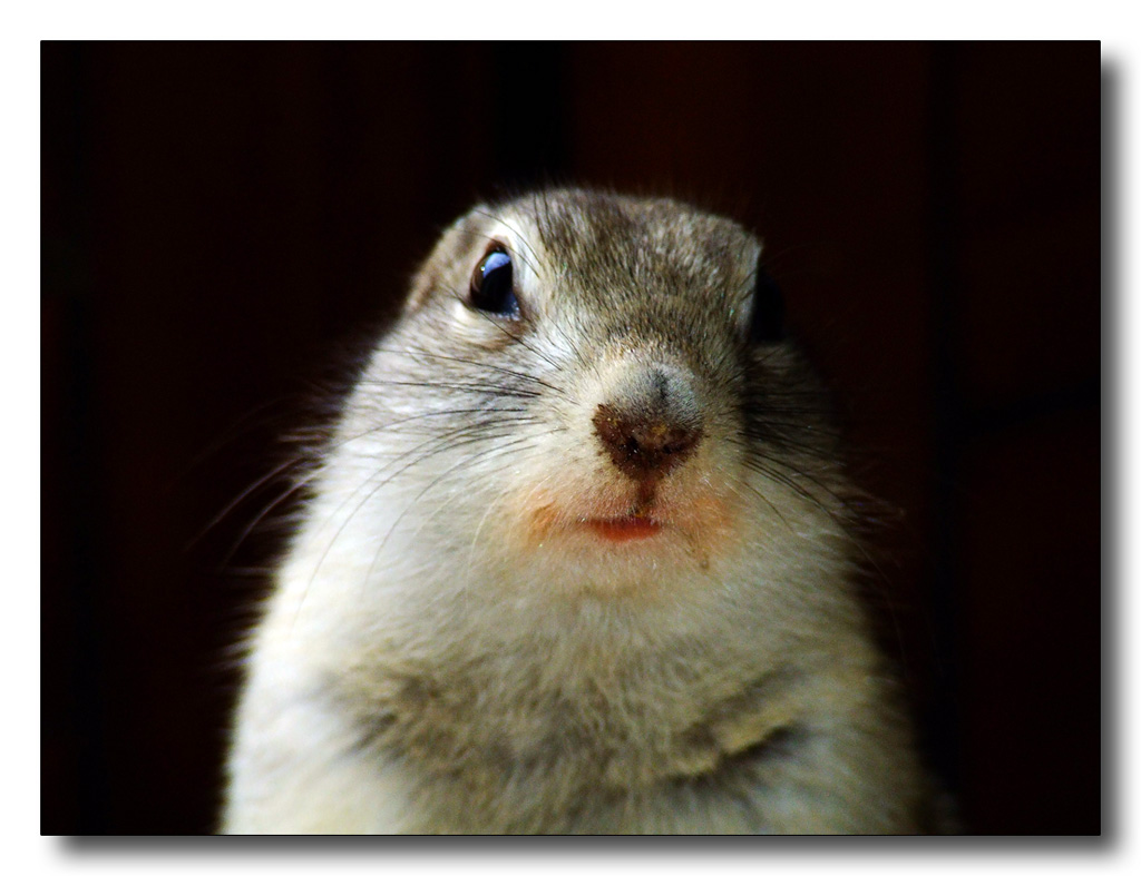 Vi presento Mirtilla!!!