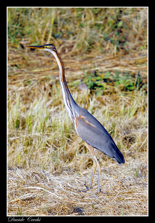Ardea purpurea