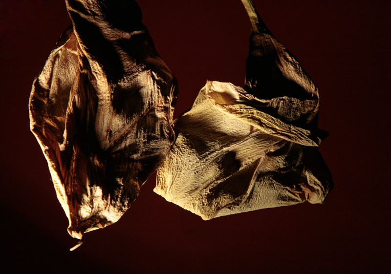 Zantedeschia, nome comune calla