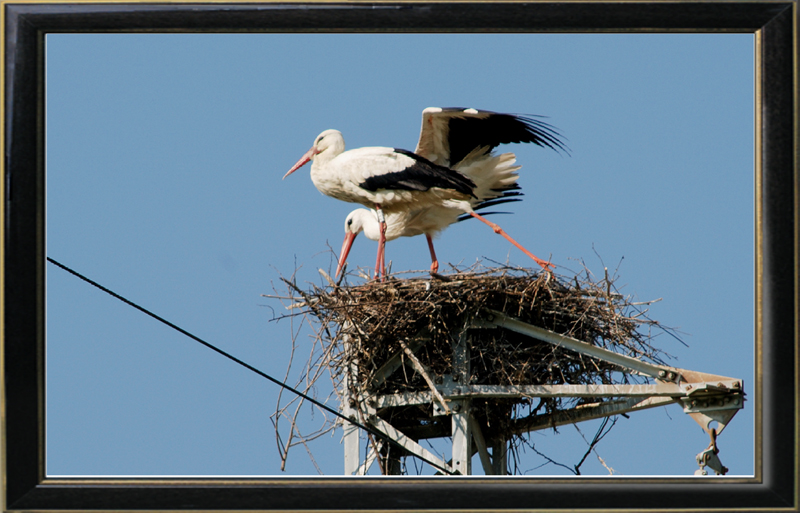 cicogne con diagonali