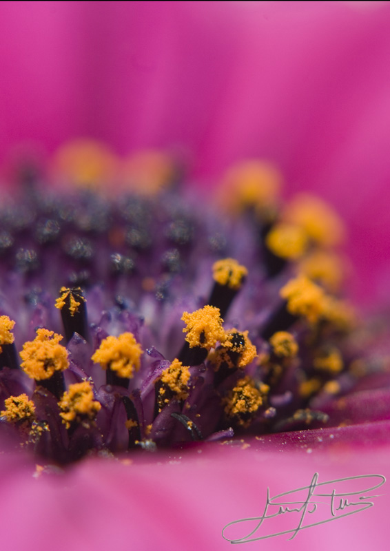 ......il leggero polline