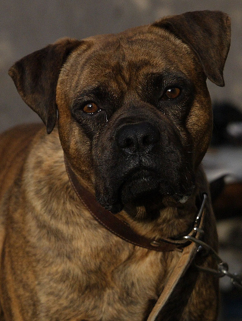 Uh, senti, un ultrasuono...