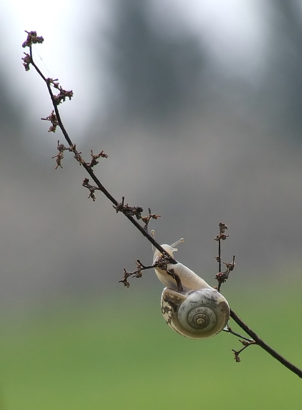 spirale sulla diagonale