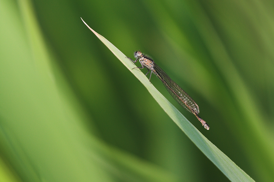 Sulla rampa di lancio