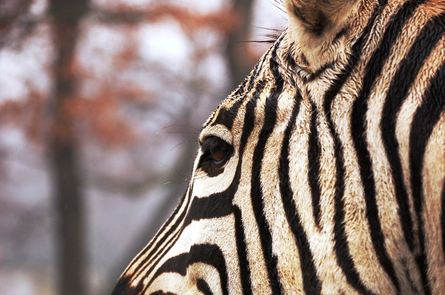 Sguardo di zebra