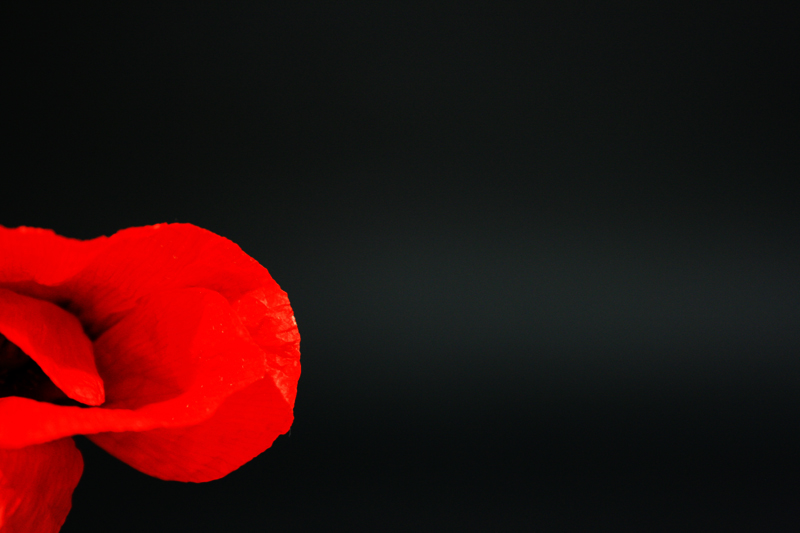 coquelicot rouge 2