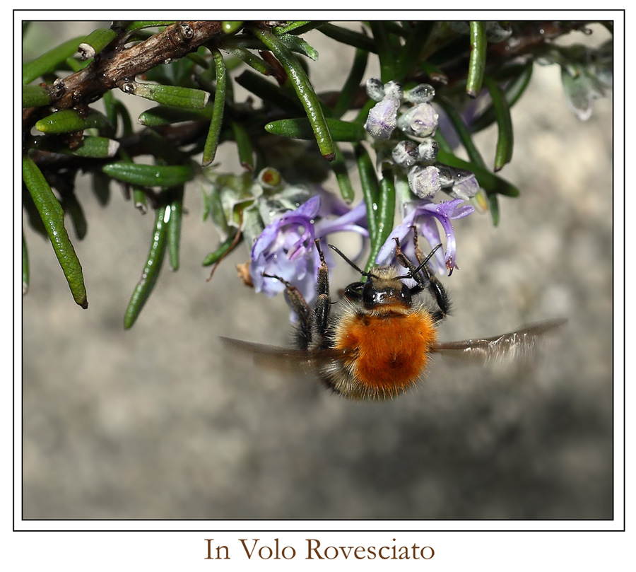 decollo a testa in gi�