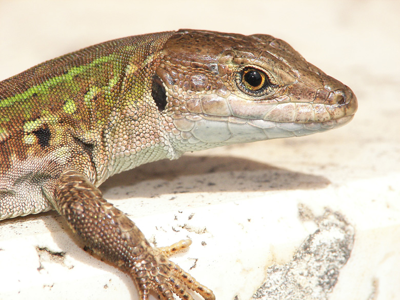 lasciami in pace!...