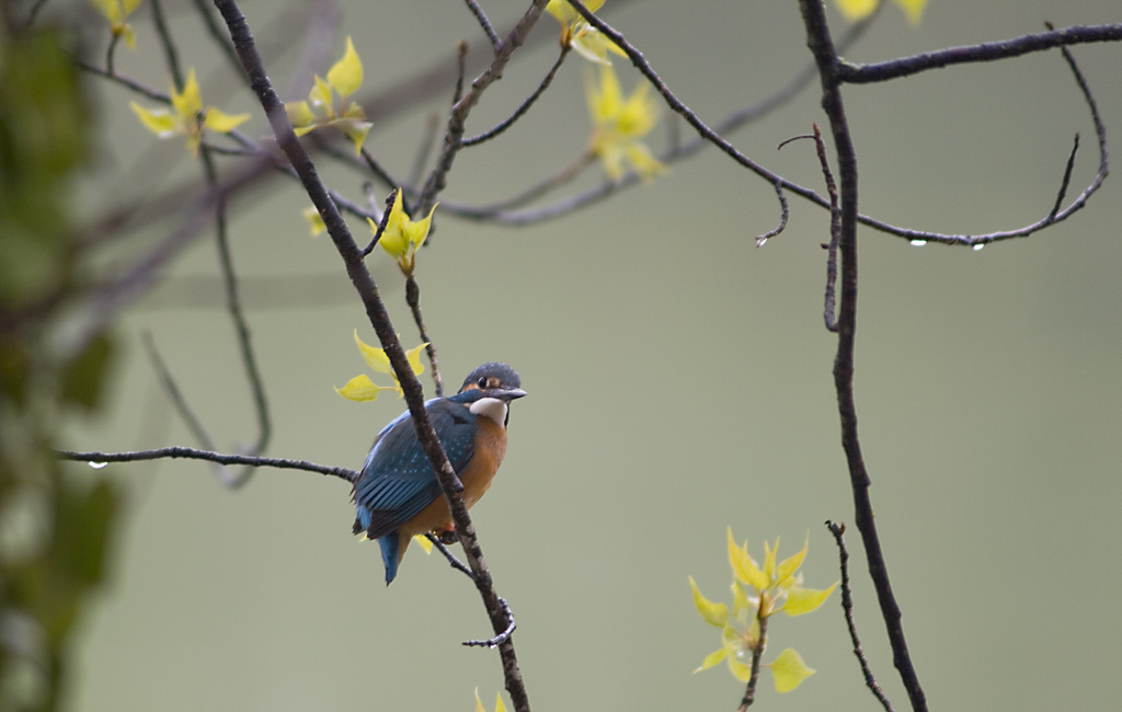 Il mio primo Martin...