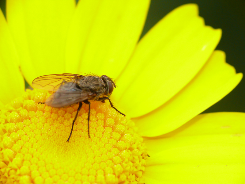 immersa nel giallo (dedicata agli amici macronisti)