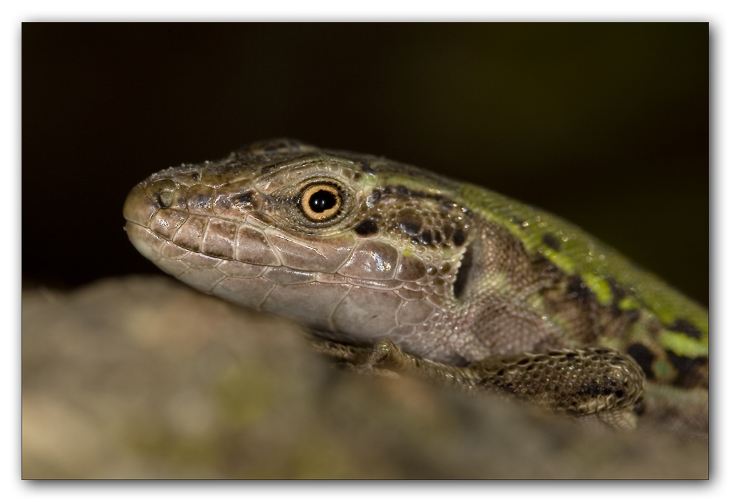 Ritratto di lucertola