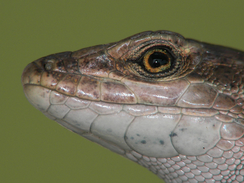 ...io nel suo occhio