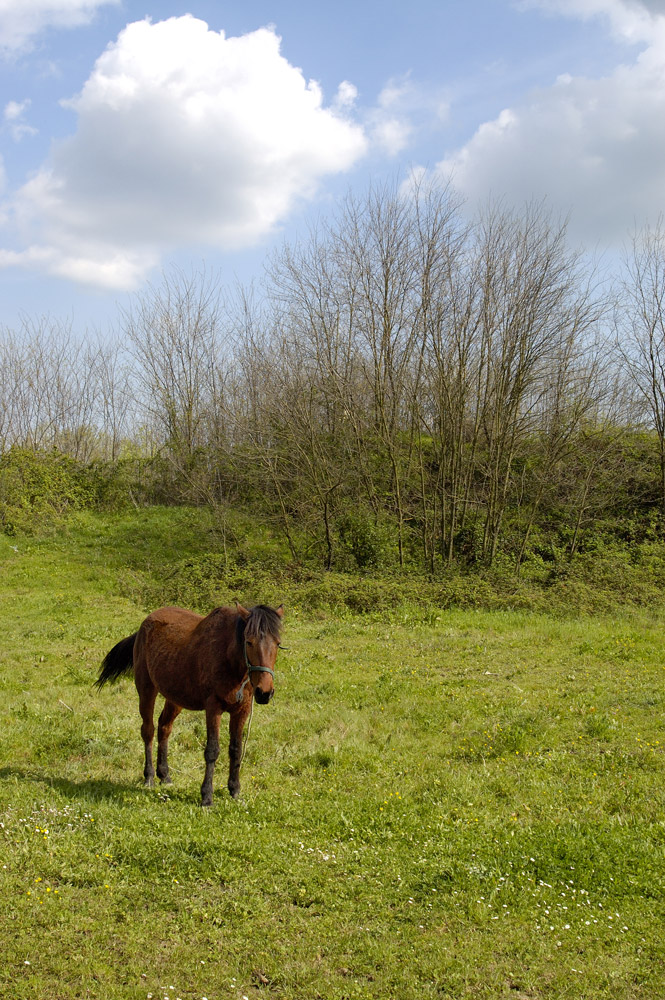 il bel cavallino felice!!