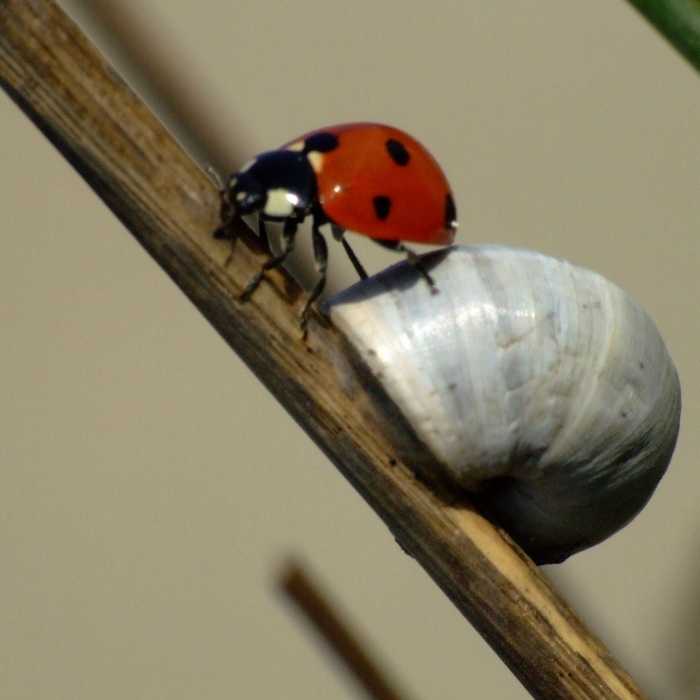 Fatti pi� in l� ...