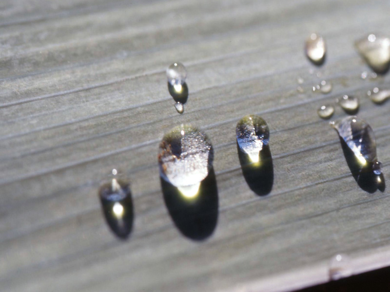 gocce di ruggiada...