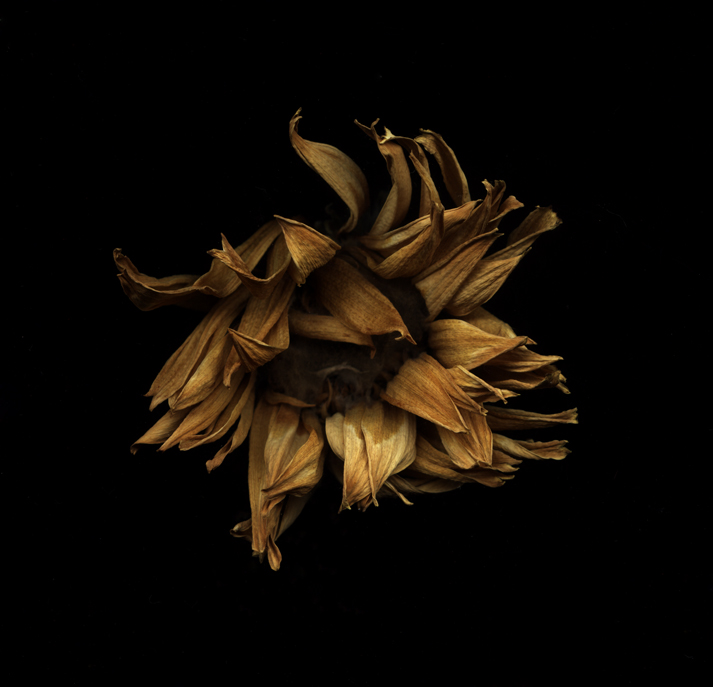 gerbera, genere  Asteraceae