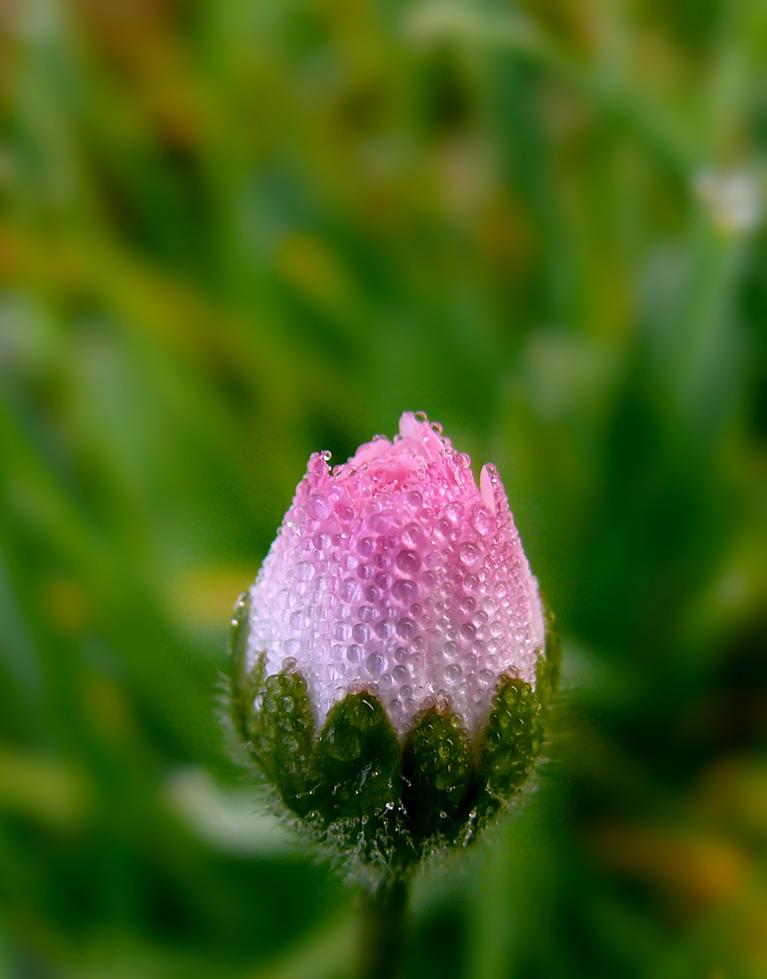 Margherita che si crede un fiore di loto