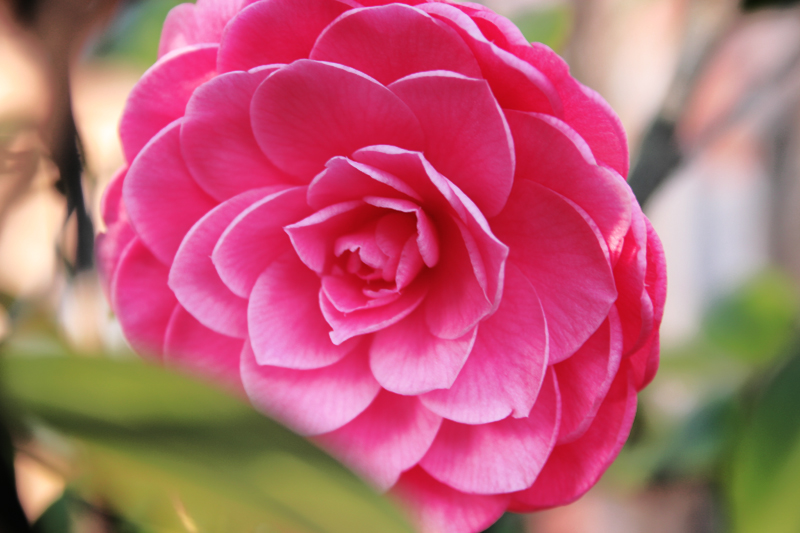 camelia