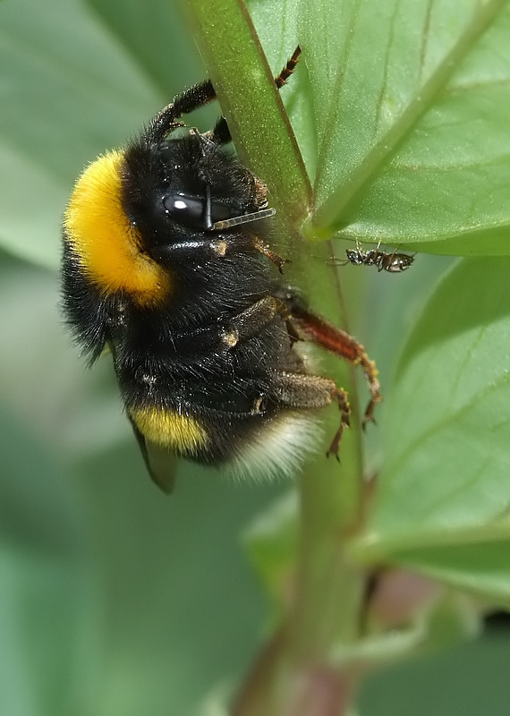 aiutoo, una formica!!!