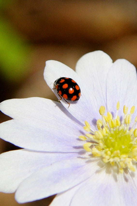 Coccinella