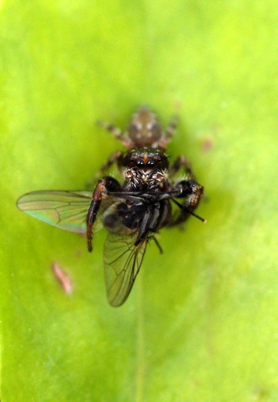 Evarcha Falcata .. e mosca