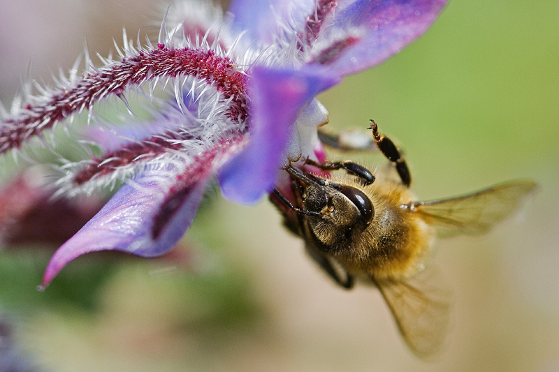 Ape su borragine