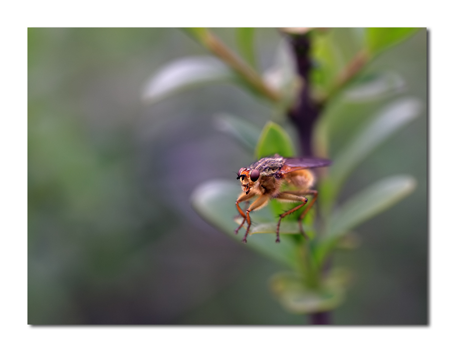 ...tra finzione e realt�....