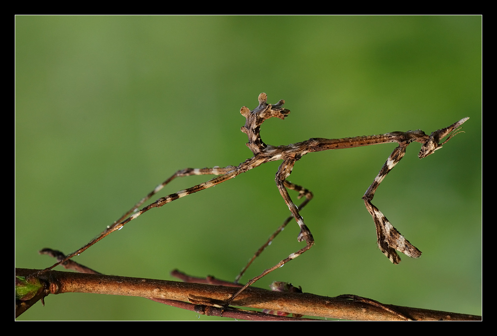 Empusa pennata