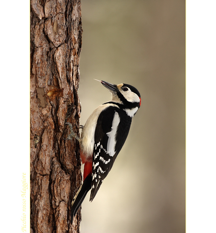 Un Buco, una Lingua, un Becco e..... Lui