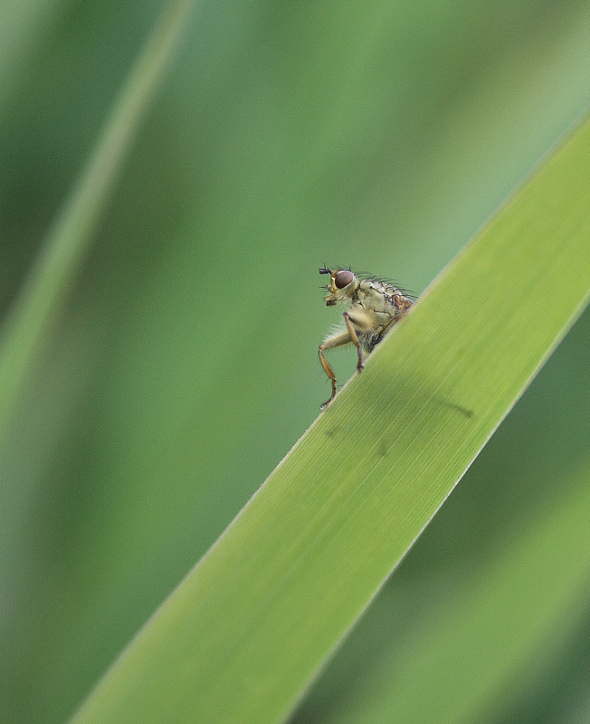 La piccola vedetta.........