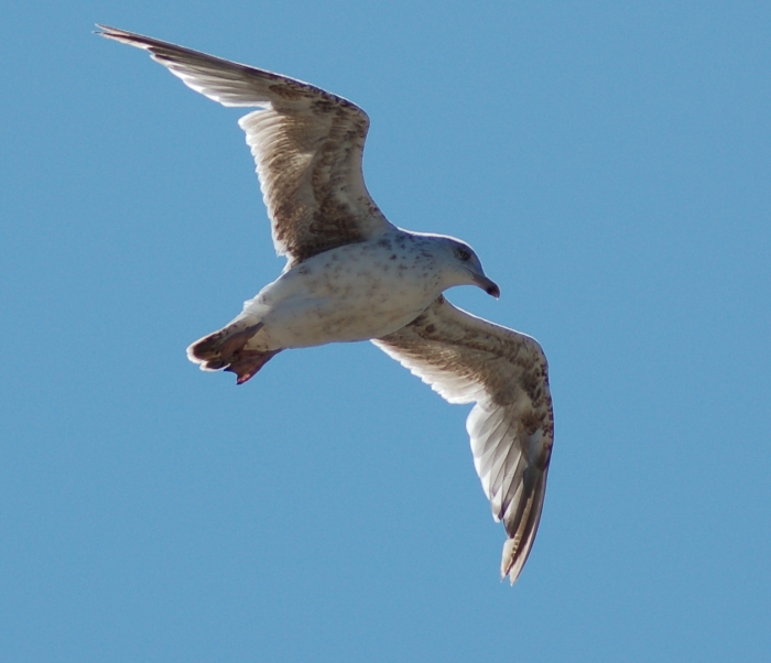 Liberta' sotto il sole