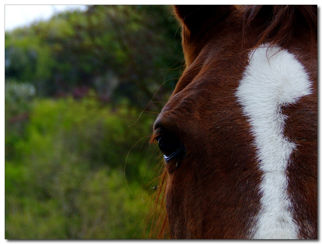 Occhi di uno spirito libero..