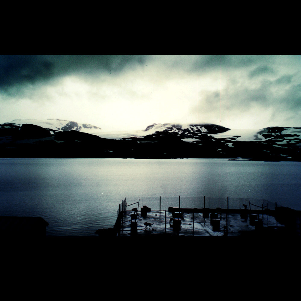 puppy love + norwegian frost