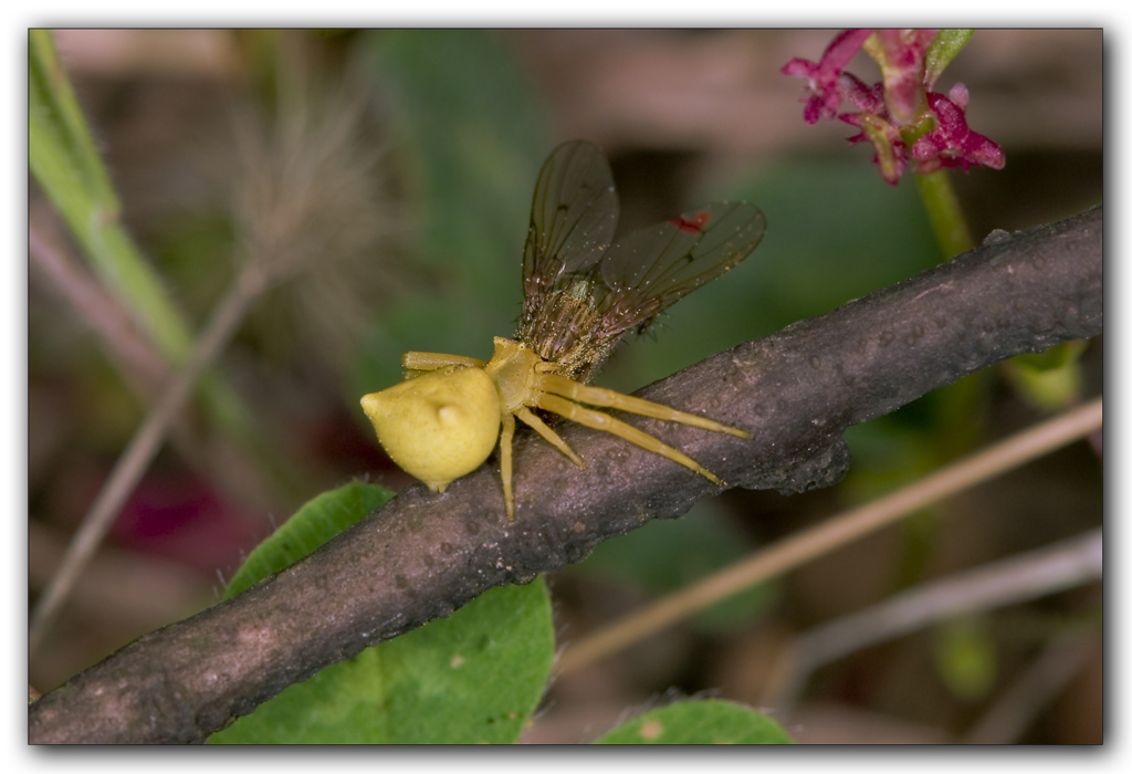 Cos� � la vita...