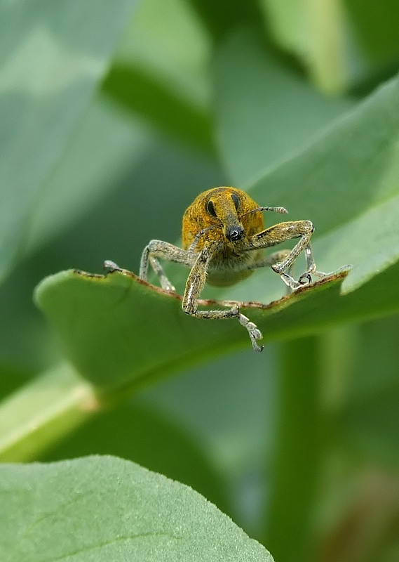 piacere di conoscerla!