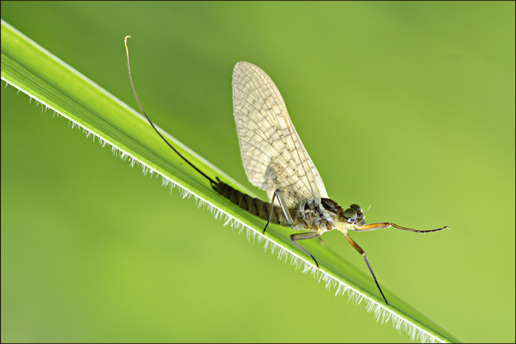 saluti dal draghetto..