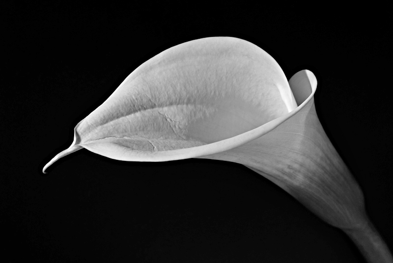 Calla