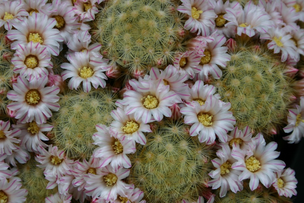 Mammillaria Carmenae 1