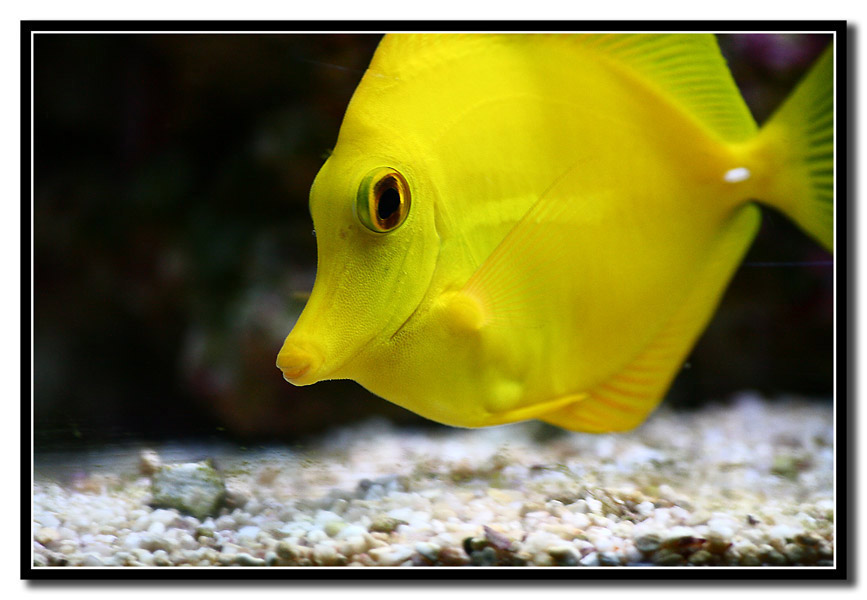 Zebrasoma flavescens