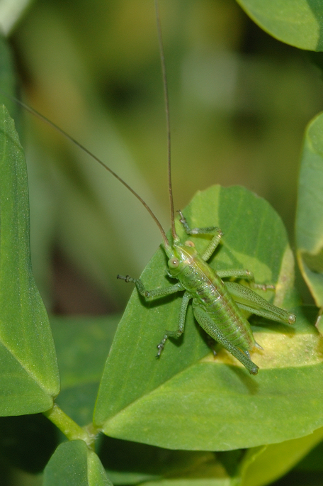 Piccolo Grillo Verde