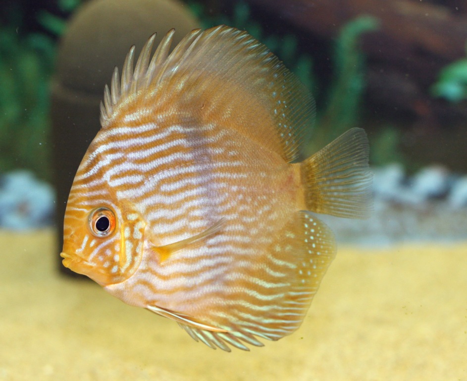 IL DISCUS