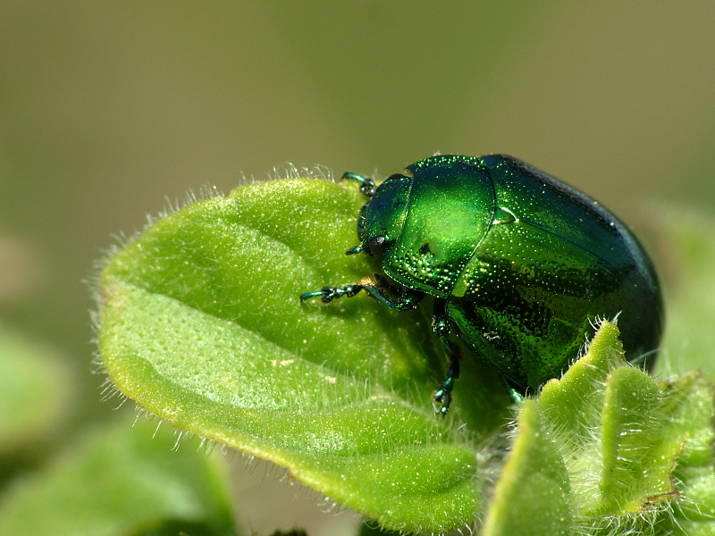 ...luccico come un brillante...