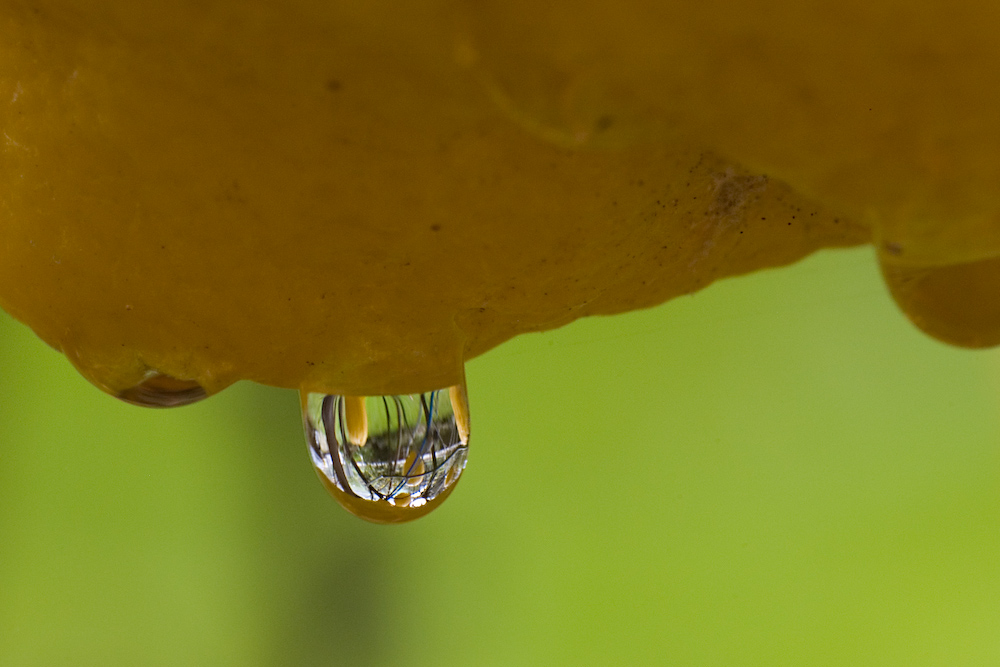 Goccia di Limone