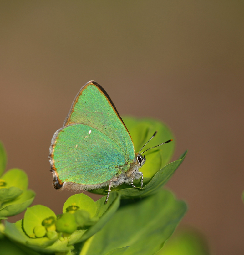 Farfallina (Callophrys rubi)