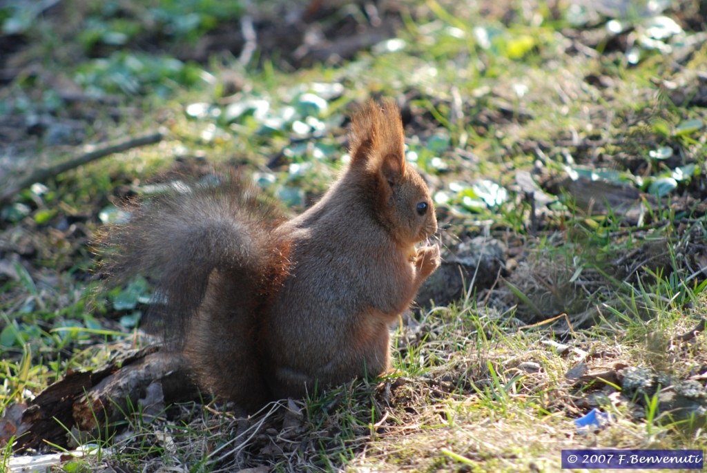 Grissino a Stoccolma
