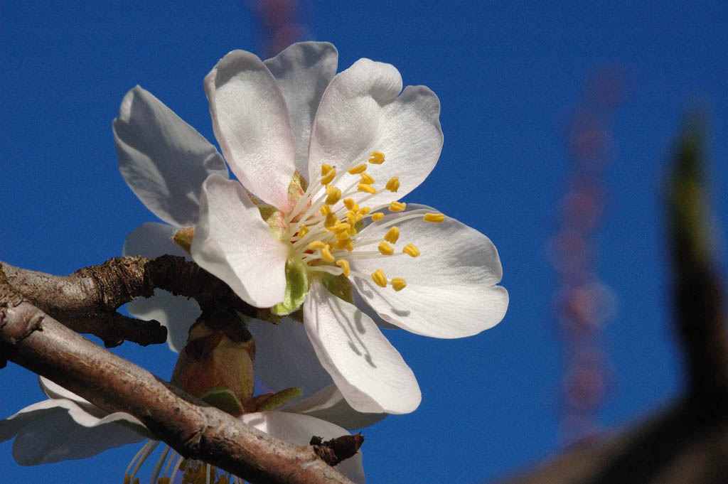 Mandorlo in fiore