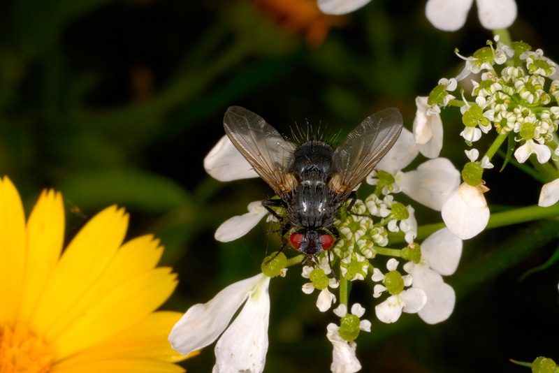 Mosca tra i fiori