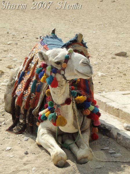 L'egitto che sorride