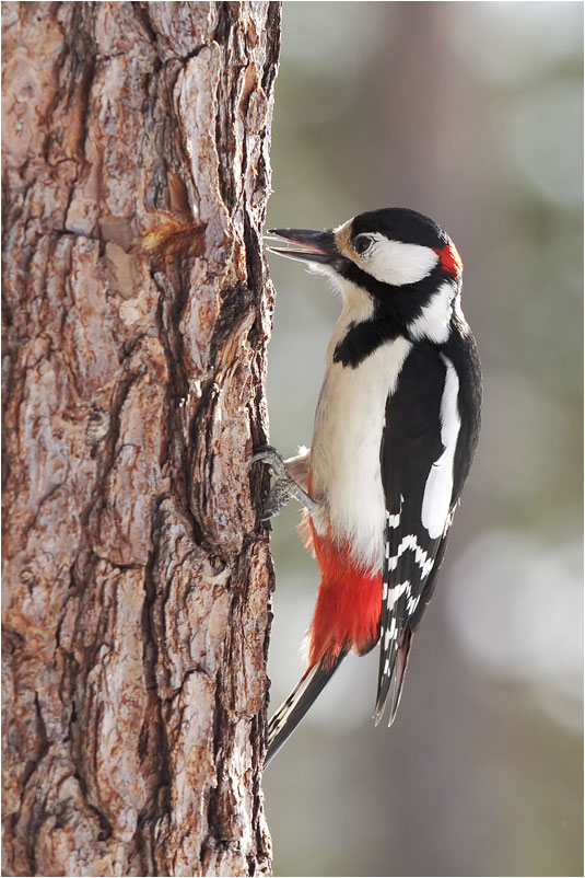 Picchio rosso maggiore
